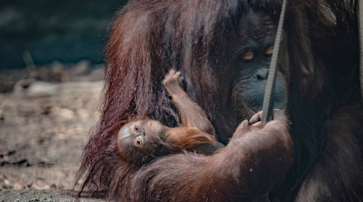 Bébiorángután született a chesteri állatkertben / Fotó: Northfoto