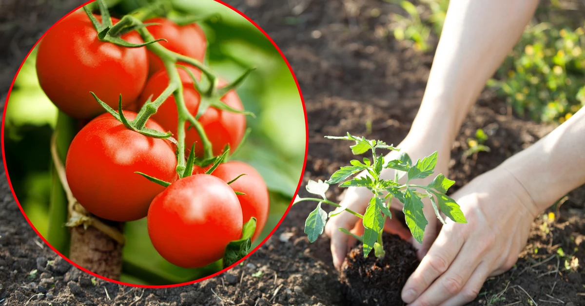 Rozsyp to pod pomidorami, a latem będą uginać się od owoców