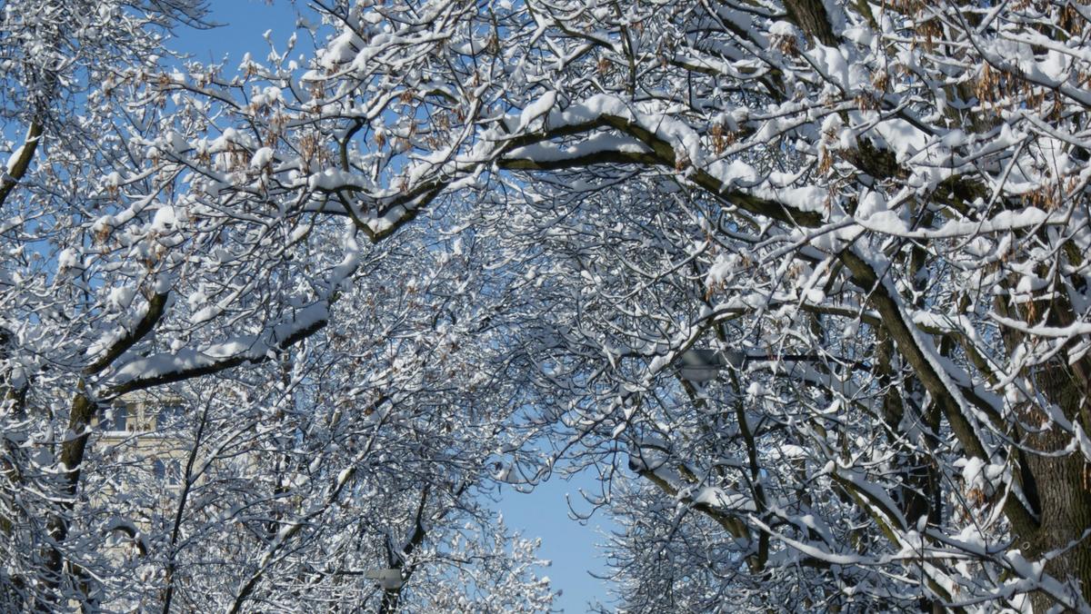 zima drzewa w śniegu