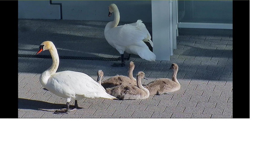 Oto nietypowi pasażerowie kolei. Cała łabędzia rodzinka