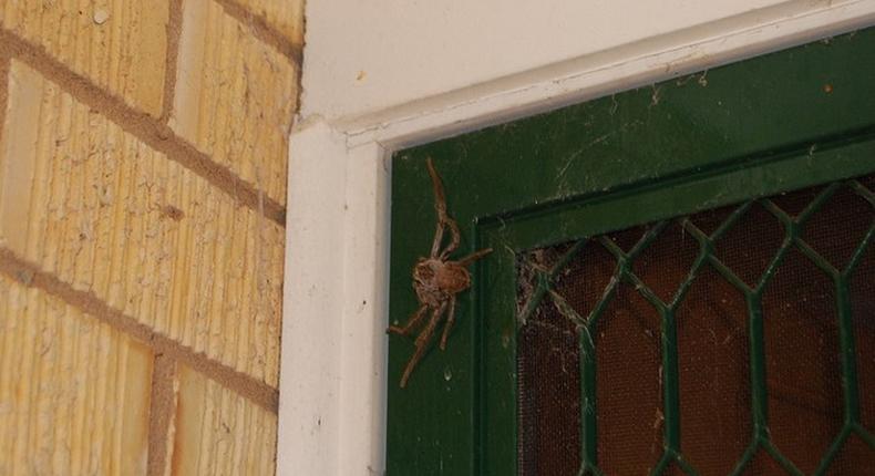 Police rushed to a crime scene only to discover a man screaming at a Spider