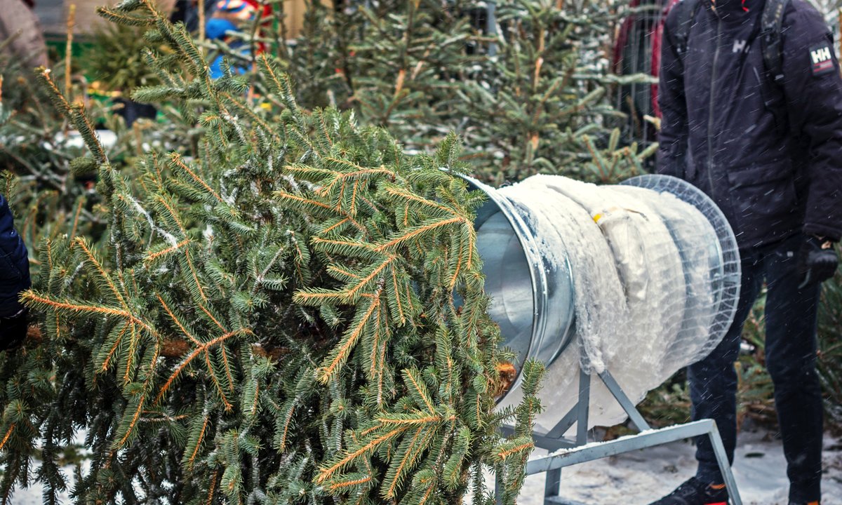 Ile w tym roku zapłacimy za naturalną choinkę? Już ruszyła sprzedaż
