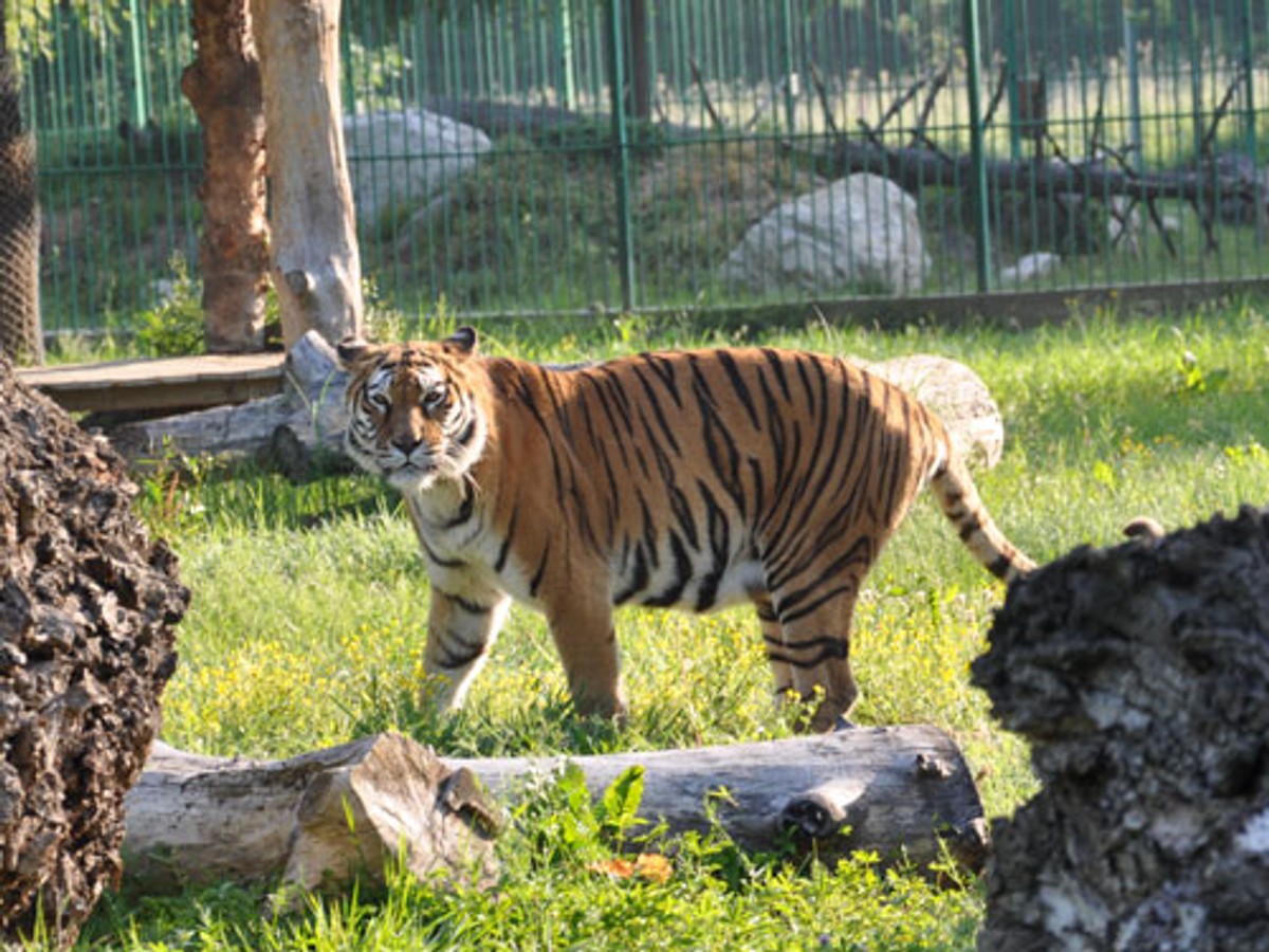 Była w zoo i dostała telefon z tragedią. Chwilę później rozegrał się dramat