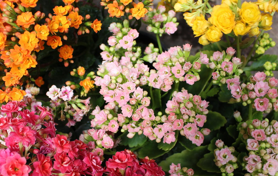 Kalanchoe może mieć kwiaty w różnych kolorach - Nizoli/stock.adobe.com