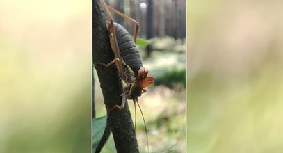 Leśnicy "przyłapali" tego owada w okolicach Garwolina. Zaskakuje jedno