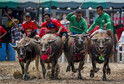 Festiwal bawołów wodnych w Chonburi (Tajlandia)