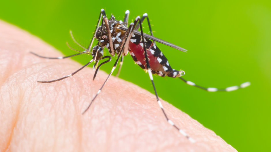 Komar Aedes aegypti
