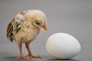 chick and egg