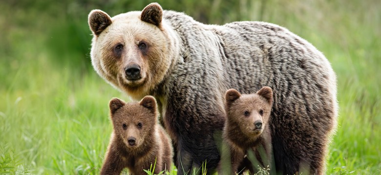 Niedźwiedzica z młodymi w Dolinie Jaworzynki. Szlak zamknięty