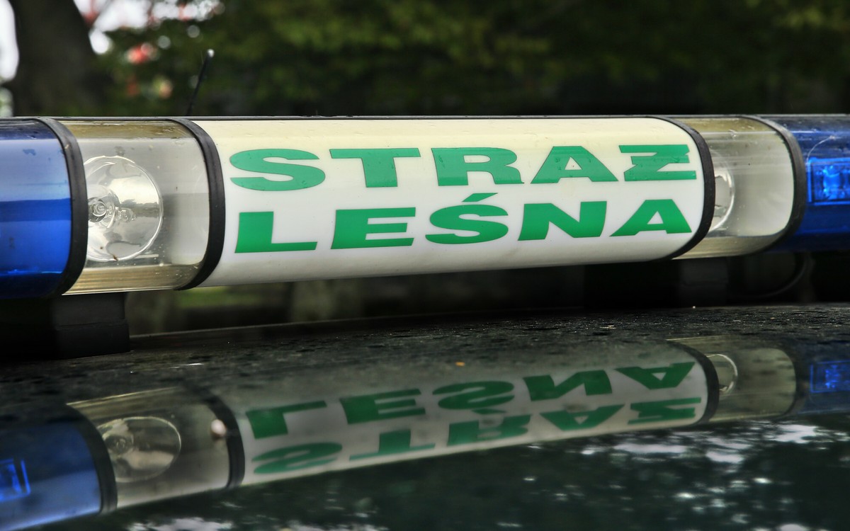 Zakaz wstępu do lasów w majówkę? "Może być taka sytuacja"