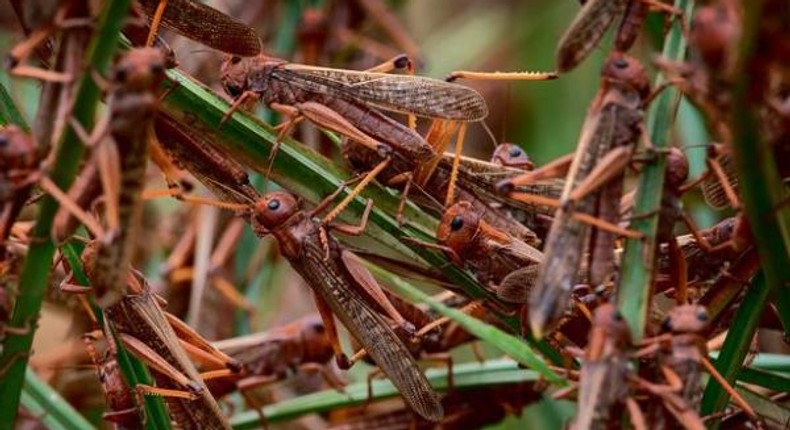 Locusts invade farms in Kenya