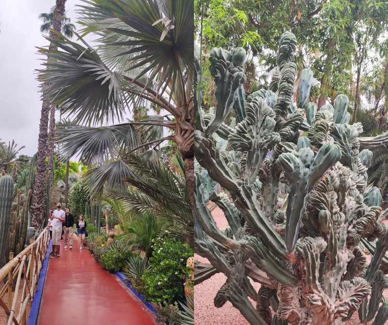 Ogrody Majorelle .