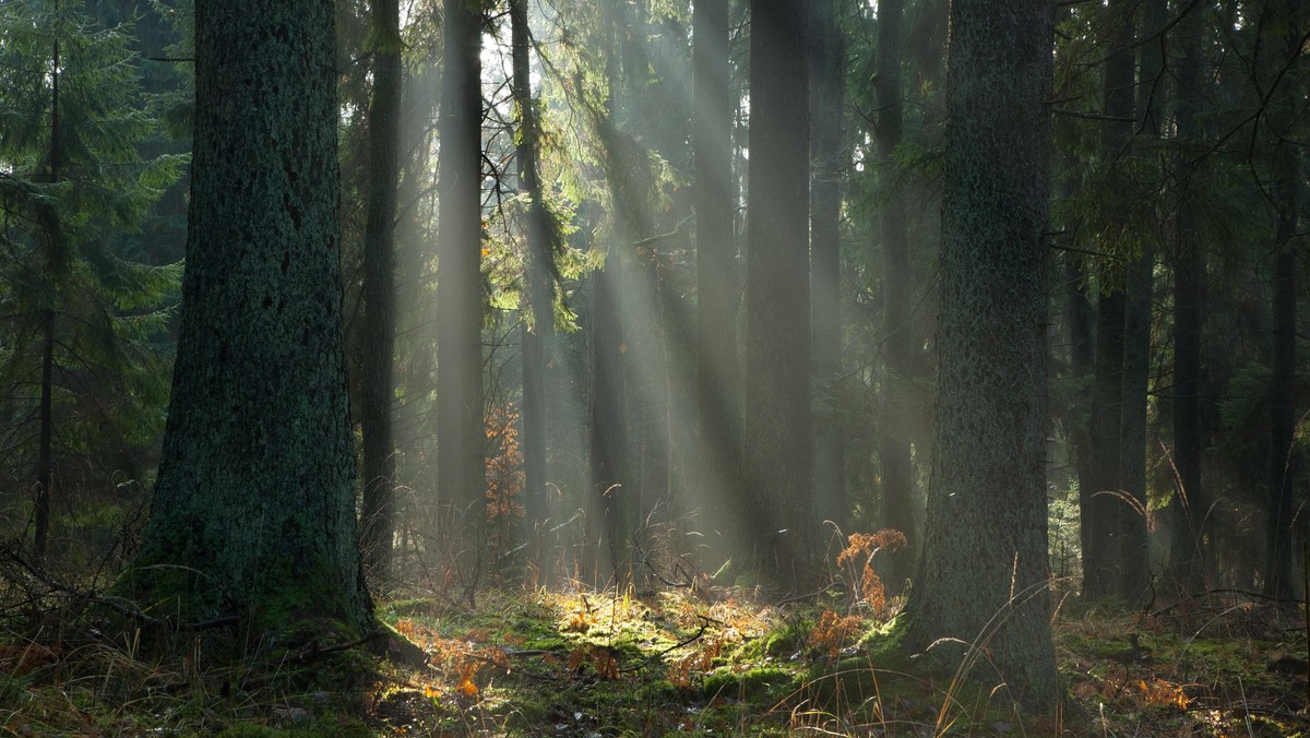 Puszcza Białowieska