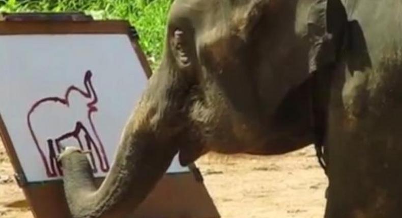 Elephant goes viral after painting a self-portrait