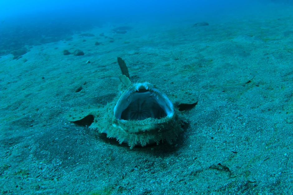 Riba anglerfish
