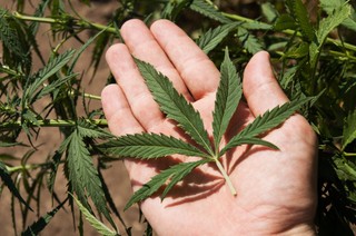 PiS o legalizacji leczninej marihuany: Wszystko zależy od jej skuteczności