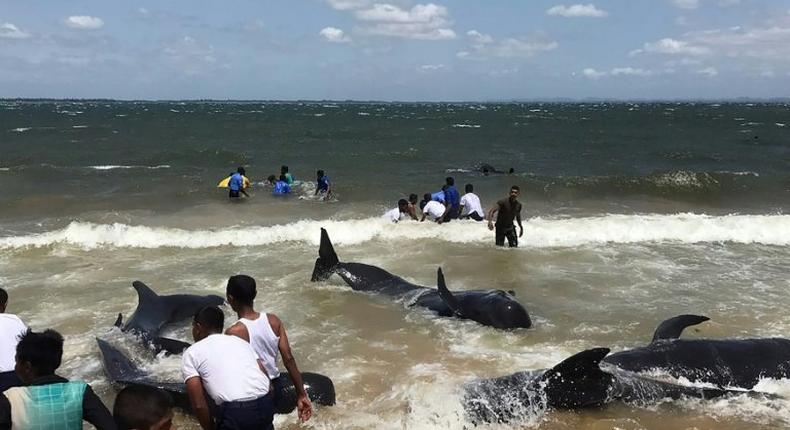 Members of the Sri Lankan Navy and local residents rescue a pod of about 20 stranded pilot whales off the island's northeastern coast, near the port of Trincomalee