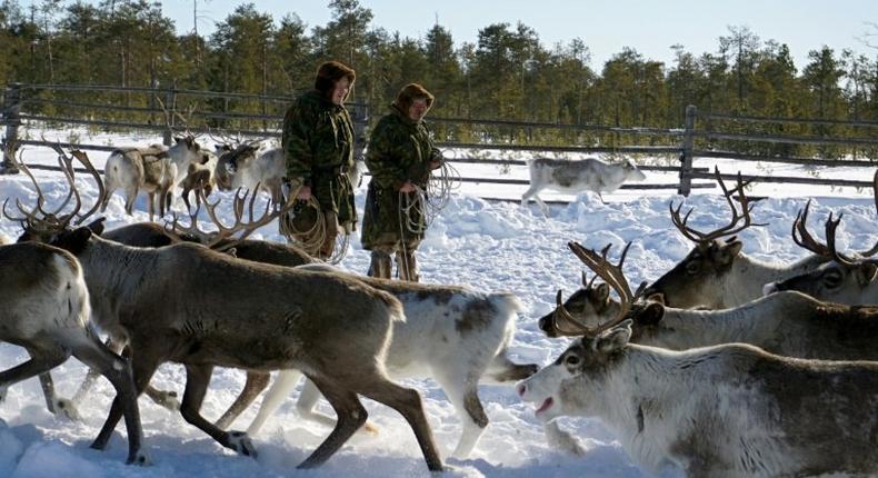 The Sopochin family has seen oil majors gradually encroach on the land in Siberia where they have herded reindeer for generations, but the latest project has made them draw the line