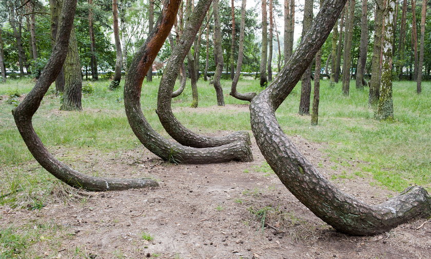 Krzywy las pod wsią Nowe Czarnowo