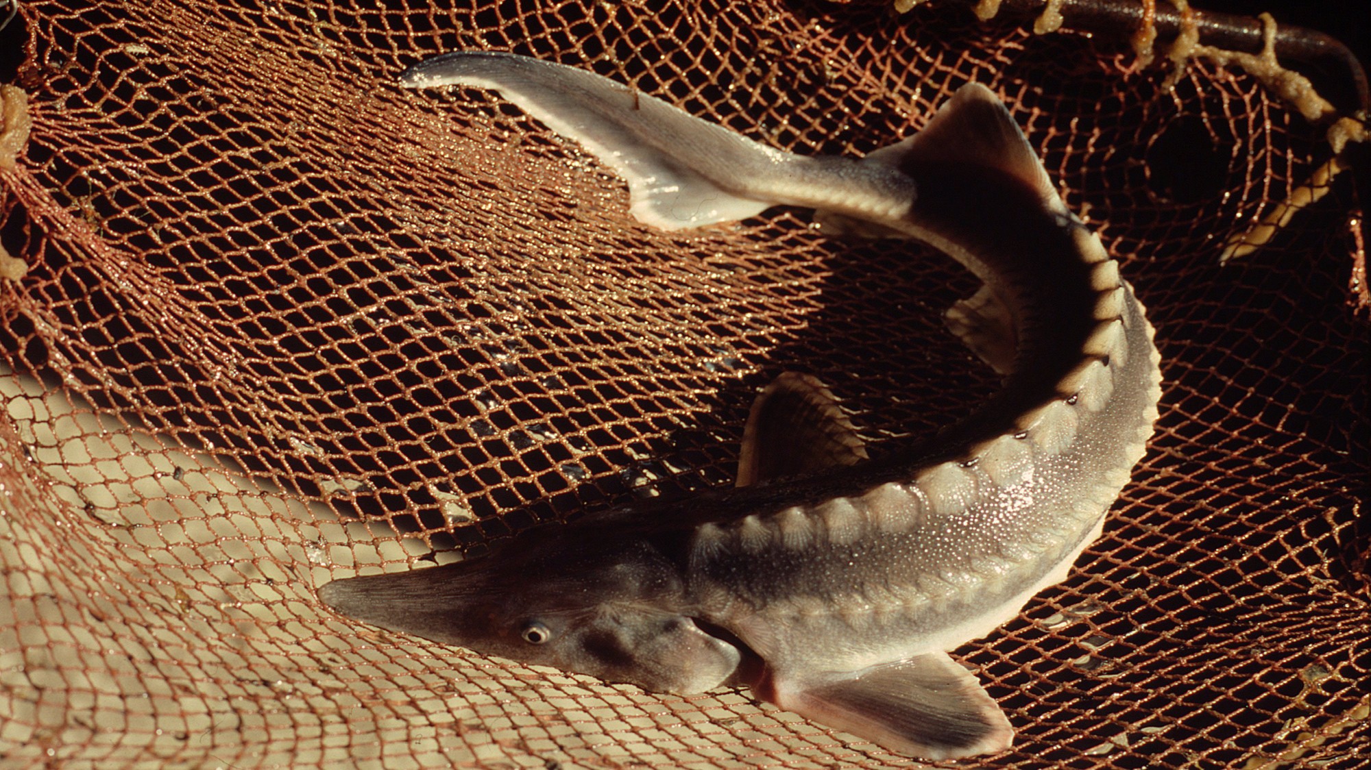 V rámci projektu LIFE Living Rivers WWF Slovensko spolu s partnermi vypustilo do slovenského úseku Dunaja 5 000 mladých jeseterov