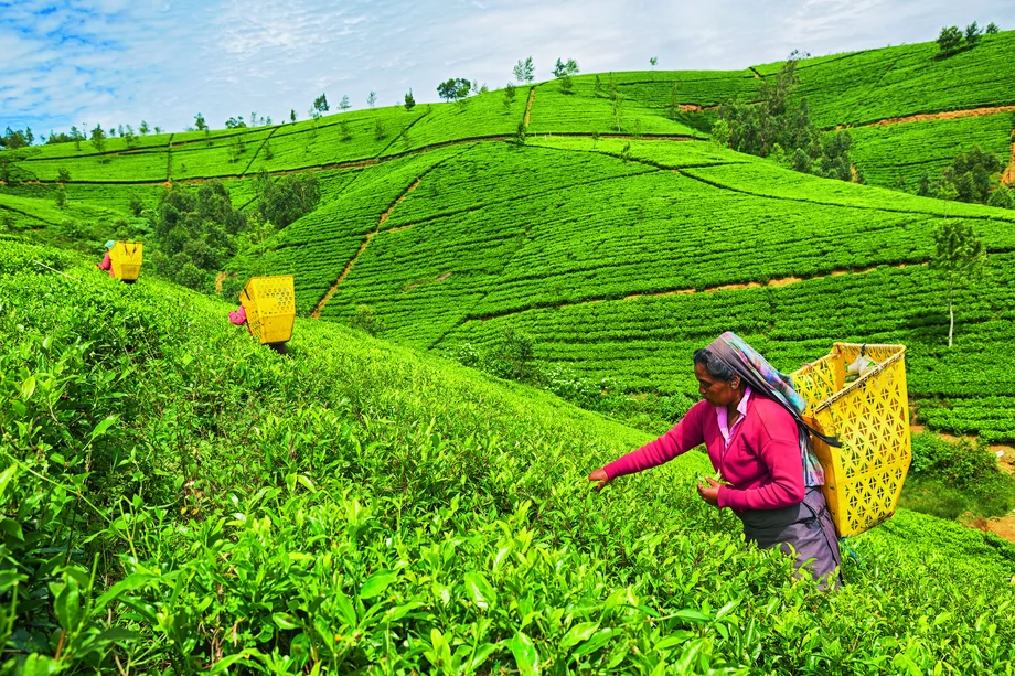Zbieranie herbaty na Sri Lance to ciekawe doświadczenie. Rapala Travel Concierge proponuje plantację Nuwara Eliya.