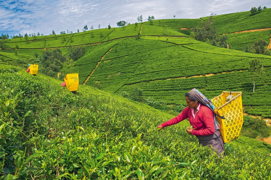 Zbieranie herbaty na Sri Lance to ciekawe doświadczenie. Rapala Travel Concierge proponuje plantację Nuwara Eliya.