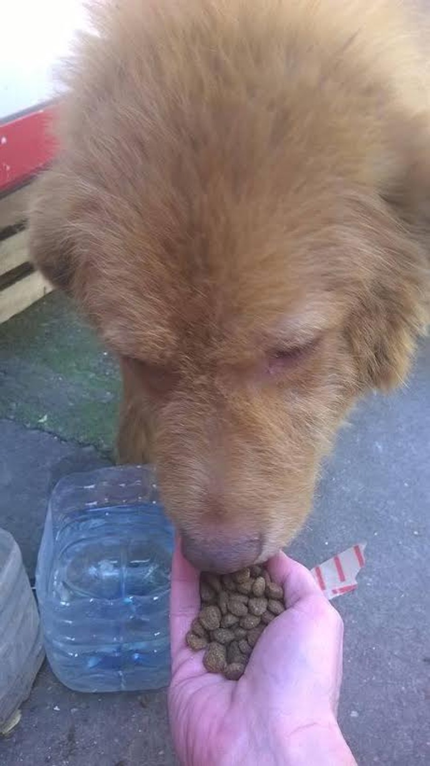 Volonteri dolaze po pozivu da preuzmu hranu za pse i mačke