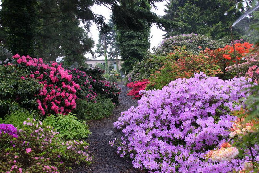 Arboretum Kórnickie zakwitło