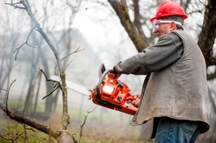 Earthsigh: Część drewna w produktach IKEA pochodzi z nielegalnych wycinek drzew na Ukrainie