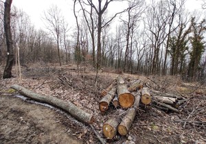 Novi Sad408 Fruska gora seca sume suma foto Nenad Mihajlovic