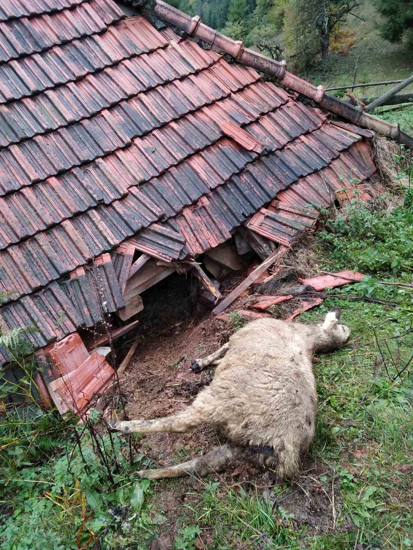 Medvedi su Stojkovićima razvalili deo krova i zida štale i upali među ovce