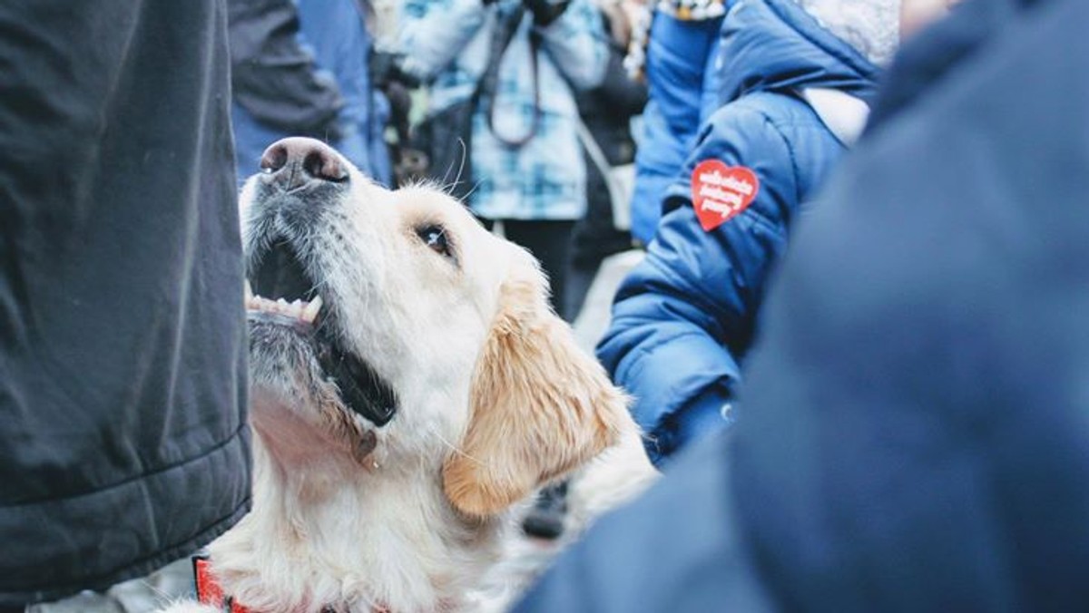 Poznań: 28. Finał WOŚP. Golden retrievery ponownie wolontariuszami