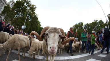 Tysiące owiec w centrum Madrytu. Wszystko przez Festiwal Transhumancji