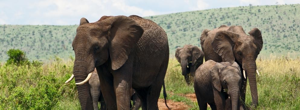 3. Rezerwat Narodowy Masai Mara - położony w Kenii skrawek Parku Narodowego Serengeti