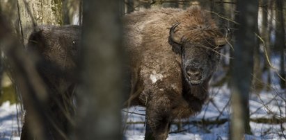 To ma być ochrona środowiska? Zabiją polskie żubry