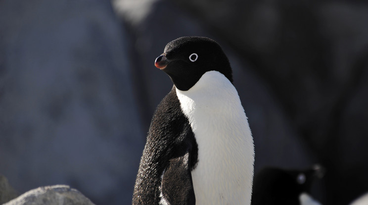 Eddig kétszer, 1993-ban és 1962-ben találtak Adélie-pingvint Új-Zélandon. Szakértők szerint aggodalomra adna okot, ha gyakrabban fordulnának elő / Fotó: Northfoto