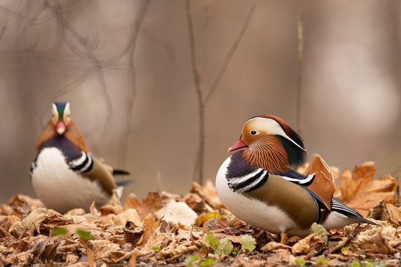 Mandarynka (Aix galericulata)