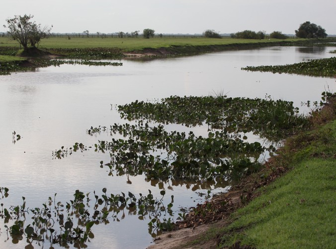 Wenezuela - Los Llanos