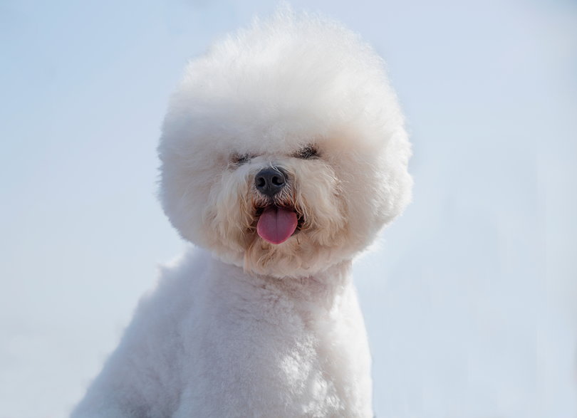 Bichon Frise