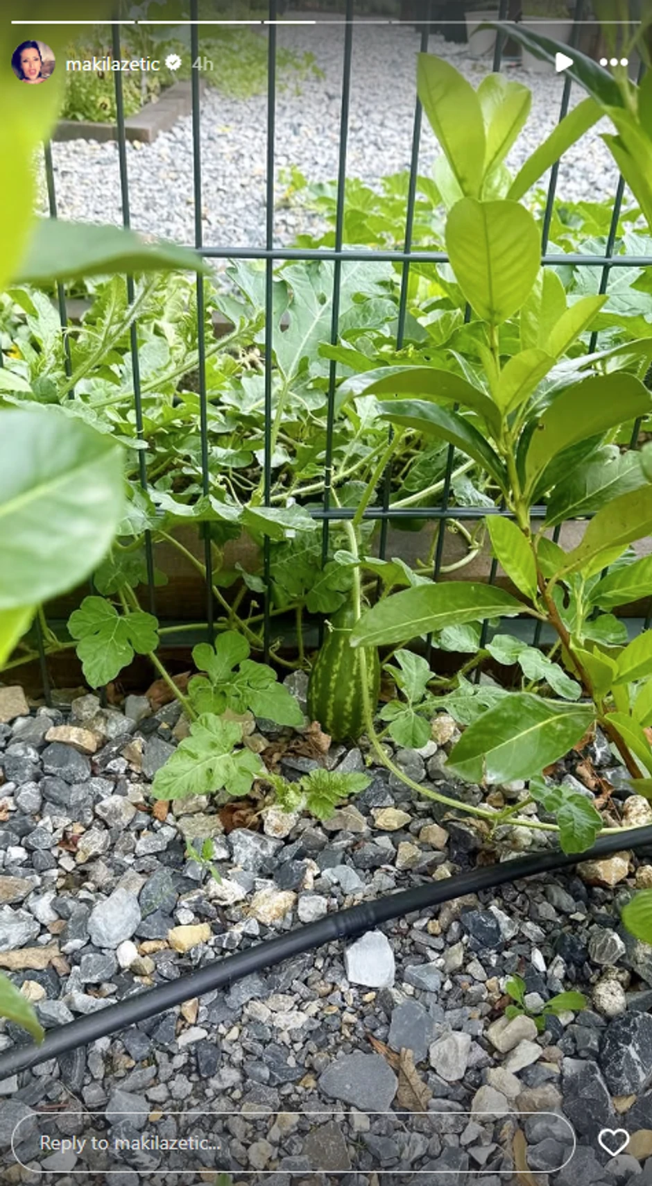 Sonja Lazetić sad gaji lubenice na raskošnom imanju