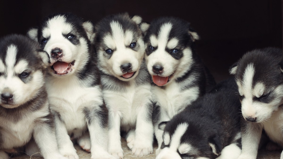 Stručnjak izvdvojio 3 rase pasa koje nisu za balkansko podneblje