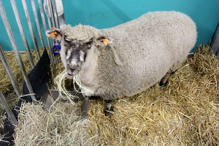 Owce przebywają w Centrum Medycyny Doświadczalnej w Katowicach