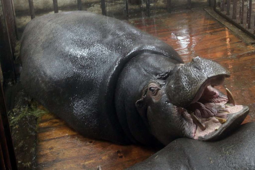 Prysznic relaksuje hipopotamkę!