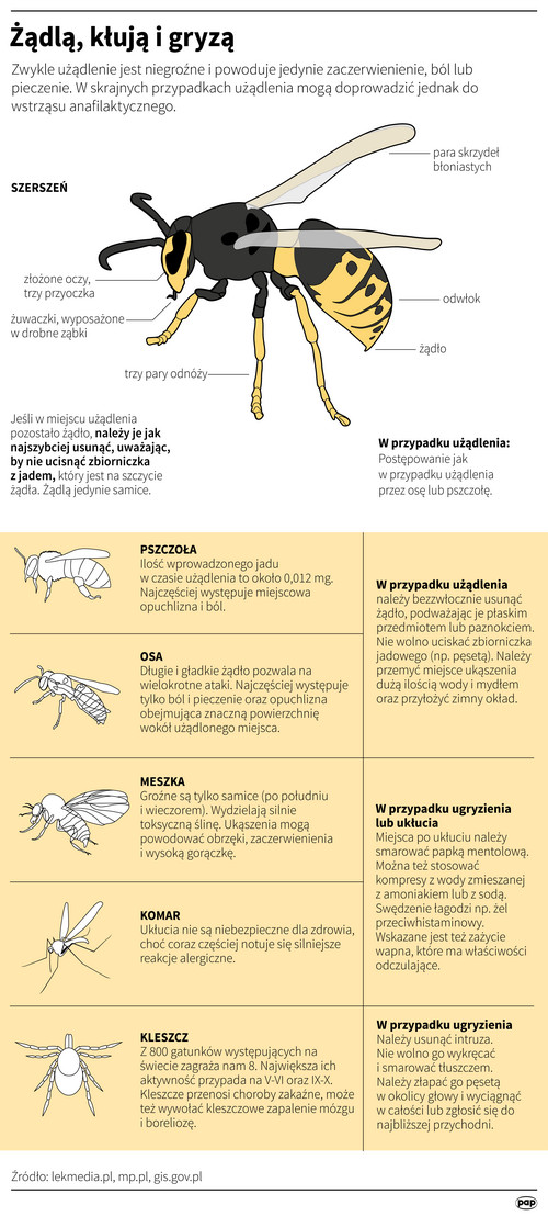 Użądlenie osy - objawy, pierwsza pomoc, zapobieganie