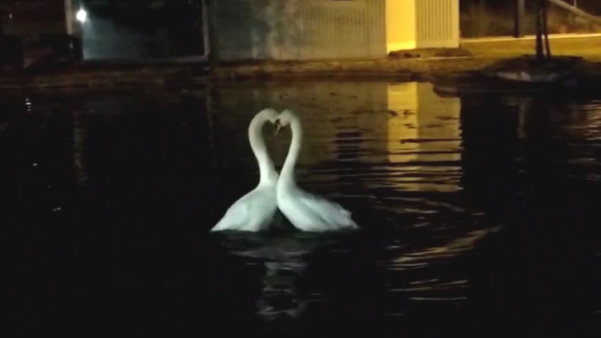 Ljubavni ples labudova