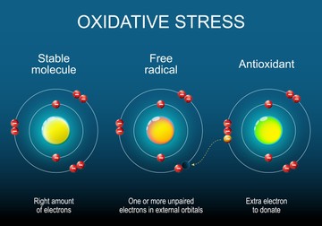 A z ocidatív stressz során a szervezetbe jutó oxigénmolekulák a sejtjeinkkel reakcióba lépnek, melynek melléktermékeként szabad gyökök képződnek. A szabad gyökök létrejötte káros biokémiai folyamatokhoz vezet.