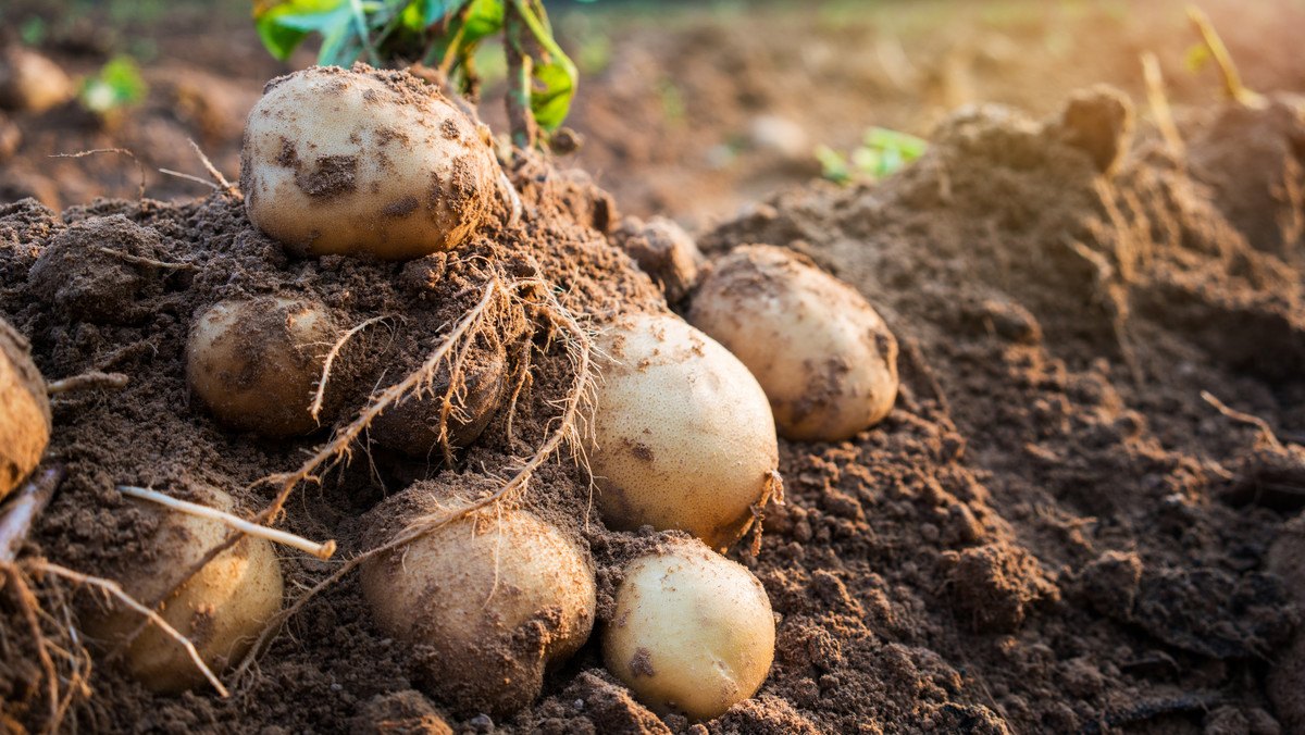 Naukowcy wyhodowali ziemniaka GMO odpornego na zarazę