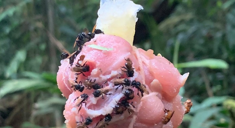 Vulture bees in Costa Rica dining on raw chicken bait.