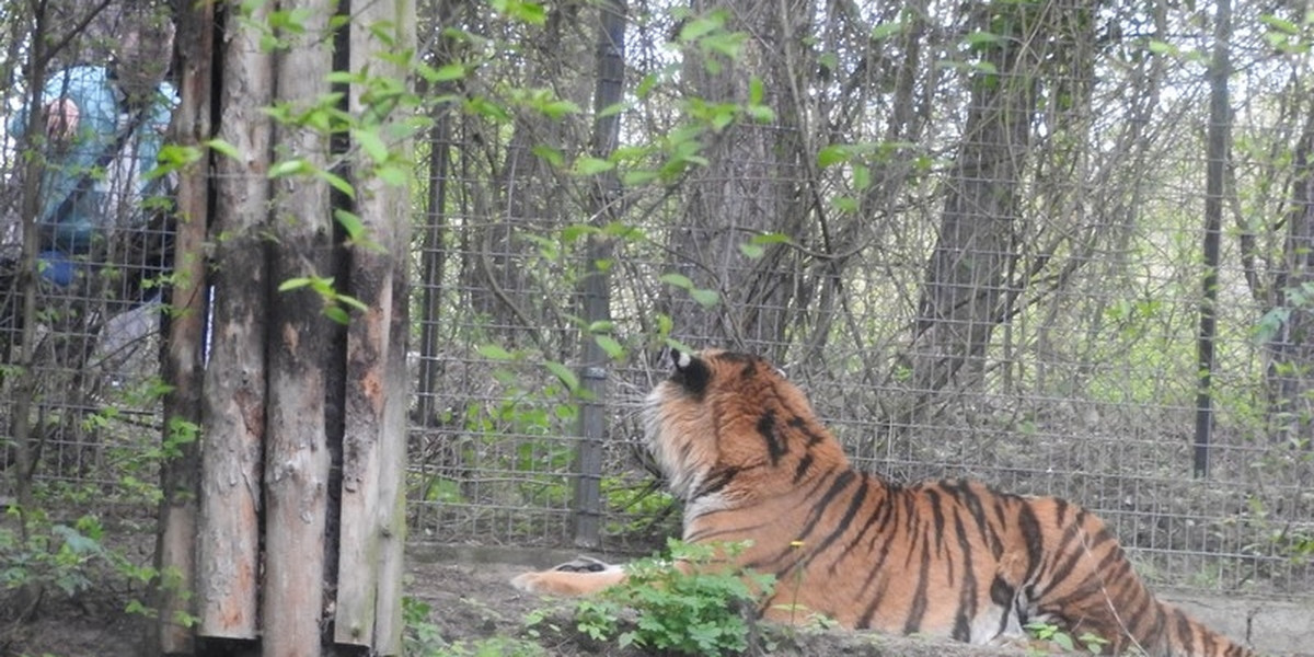 Poszukiwany dręczyciel tygrysa z Nowego Zoo w Poznaniu
