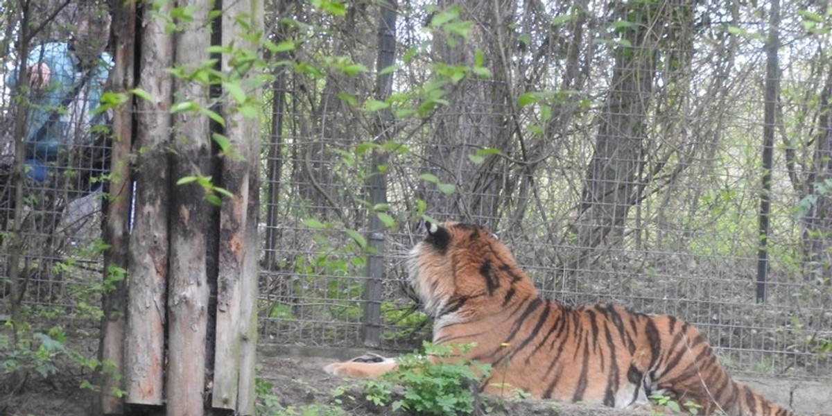 Poszukiwany dręczyciel tygrysa z Nowego Zoo w Poznaniu